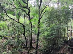 -祁门牯牛降观音堂风景区