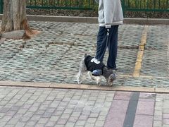 -瑞派康怡24h宠物医院·犬猫医疗中心·微创绝育(瑞景分院)