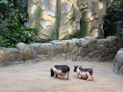 -杭州开元森泊度假乐园