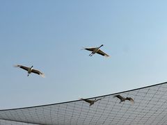 -盐城丹顶鹤湿地生态旅游区