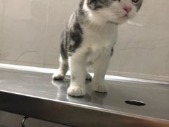 -东方名猫馆·英短金渐层布偶猫舍(环线广场1号楼店)