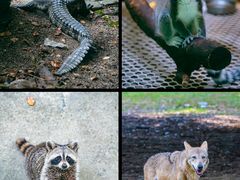 -常州淹城野生动物世界