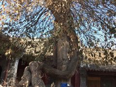 -嵩山少林文化旅游景区