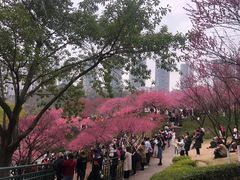 -重庆彩云湖湿地公园