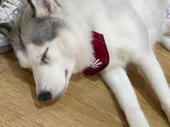 -Husky Go! 哈士奇体验馆·宠物咖啡厅狗咖
