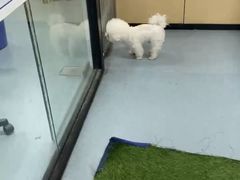 -瑞派天使宠物医院·神经外科·骨科·核磁(洛川中路店)