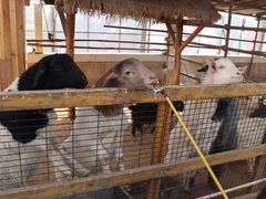 景点-南宫五洲植物乐园