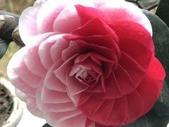 -三圣花乡旅游区