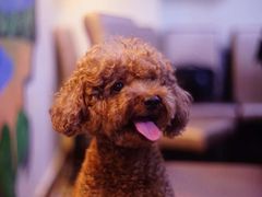 -彩虹桥宠物火化殡葬善终服务(金乐大厦店)