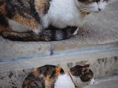 -巴金故居