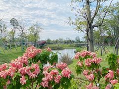 -王借岗森林公园