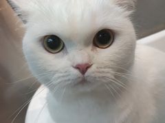 -PETKIT小佩宠物·低压洗护(国顺东路店)