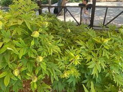 -洛阳市隋唐城遗址植物园