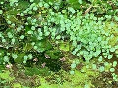 -深圳仙湖植物园