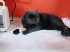 -瑞派福兴宠物医院犬猫全科·骨科·中西医结合(河东店)