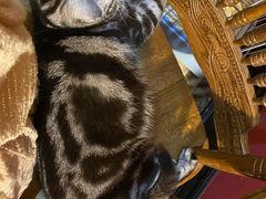 -猫色咖啡·猫咖