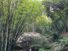 -铁山坪森林公园