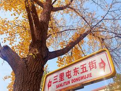 -三里屯东五街银杏大道
