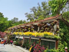 -深圳仙湖植物园