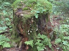 -五营红松林海景区