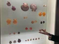 -青岛贝壳博物馆