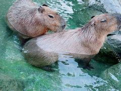 -上海野生动物园