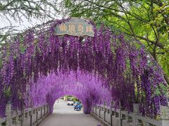 -顾村公园