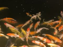 -红花湖景区