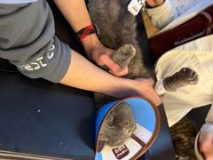 -御宝贝·A梦猫科宠物医院(国际猫友好医院)