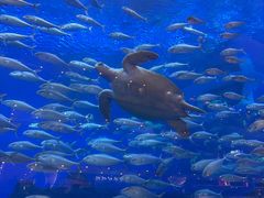 -成都浩海立方海洋公园