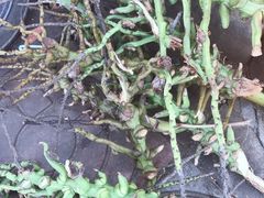 -阿侬盐焗鸡(清澜店)