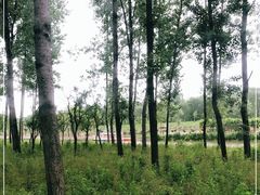 -合肥滨湖国家森林公园