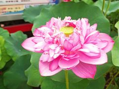-莲花池公园