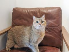 -佐罗家宠物馆·猫文化馆(紫霞路店)