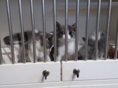 -东方名猫馆·英短金渐层布偶猫舍(环线广场1号楼店)