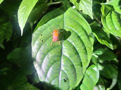 -中国科学院西双版纳热带植物园
