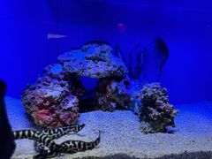 -上海海洋水族馆