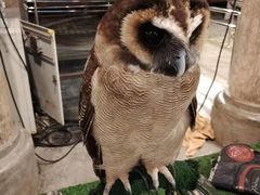 -清迈夜间动物园