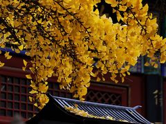 -红螺寺