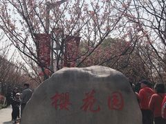 -高东镇樱花园