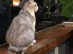 -咖法森林·咖啡  酒吧(天河店)