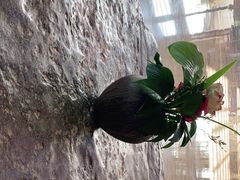 -静之湖湖畔餐厅