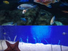 -江和美海洋公园