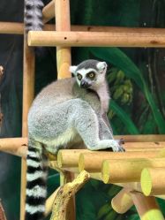 -Zoolung Zoolung动物主题公园(海信广场店)