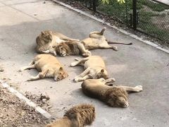 -大连森林动物园