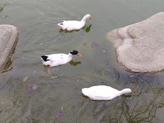 -莲湖公园