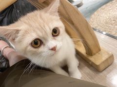 -飞行喵MR PILOT|猫舍·猫咖(静安大融城店)