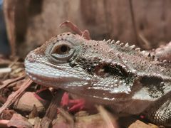 -酷以爬仙阁实体爬宠店·守宫·蜥蜴·专业繁育