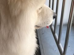 -邢大夫动物医院