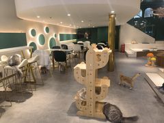 -飞行喵MR PILOT|猫舍·猫咖(静安大融城店)